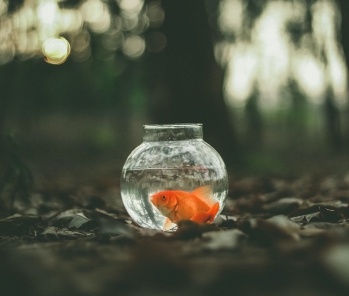 La procedura di espropriazione forzata - il pignoramento  